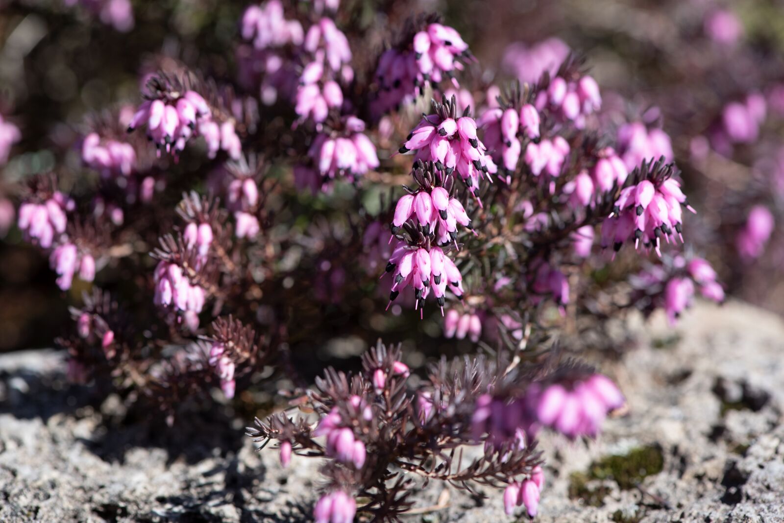 Nikon D750 sample photo. Flower, flowers, pink photography