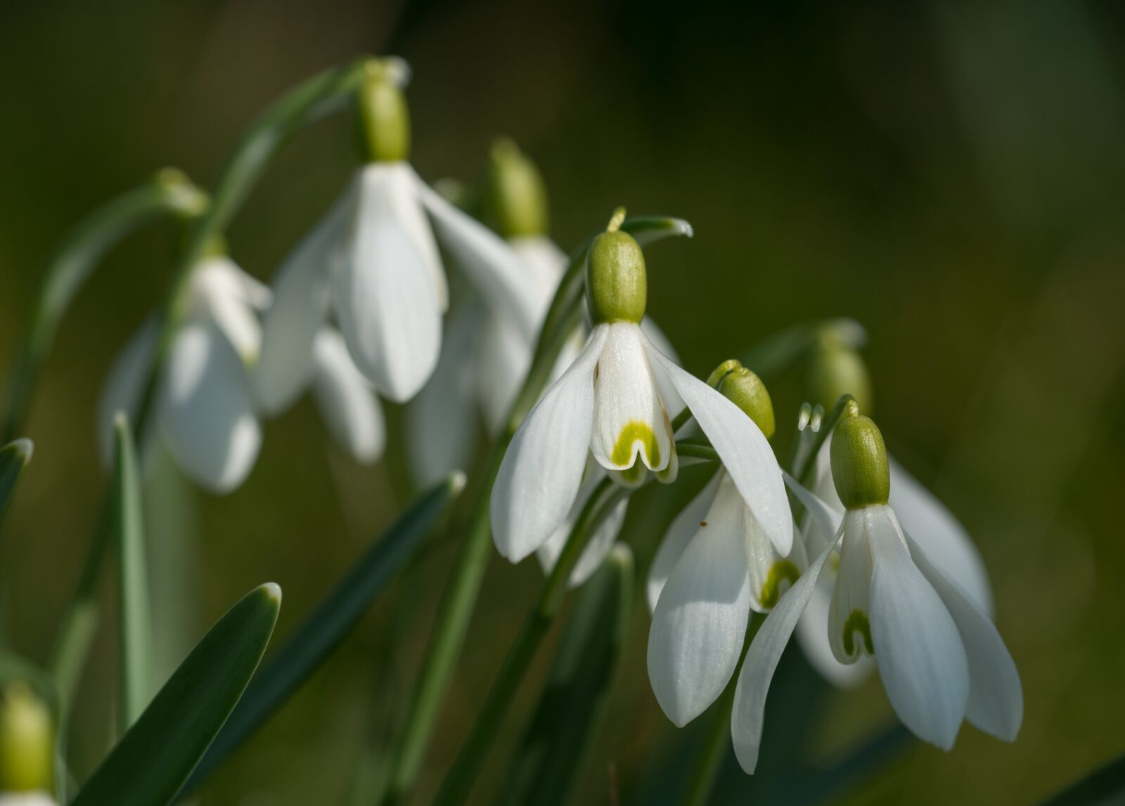 Nikon D800 sample photo. Snowdrop, galanthus, close up photography
