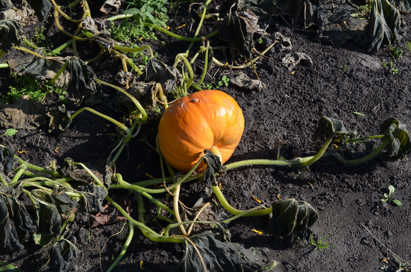 Nikon D5100 sample photo. Pumpkin, vegetable, harvest photography