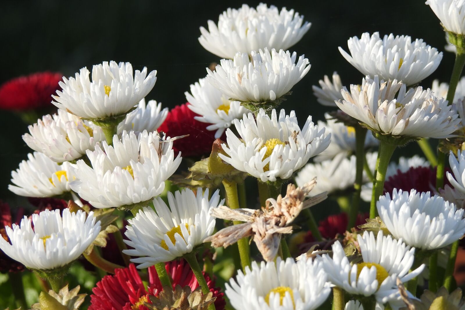 Nikon Coolpix P900 sample photo. Daisies, garden, flowers photography