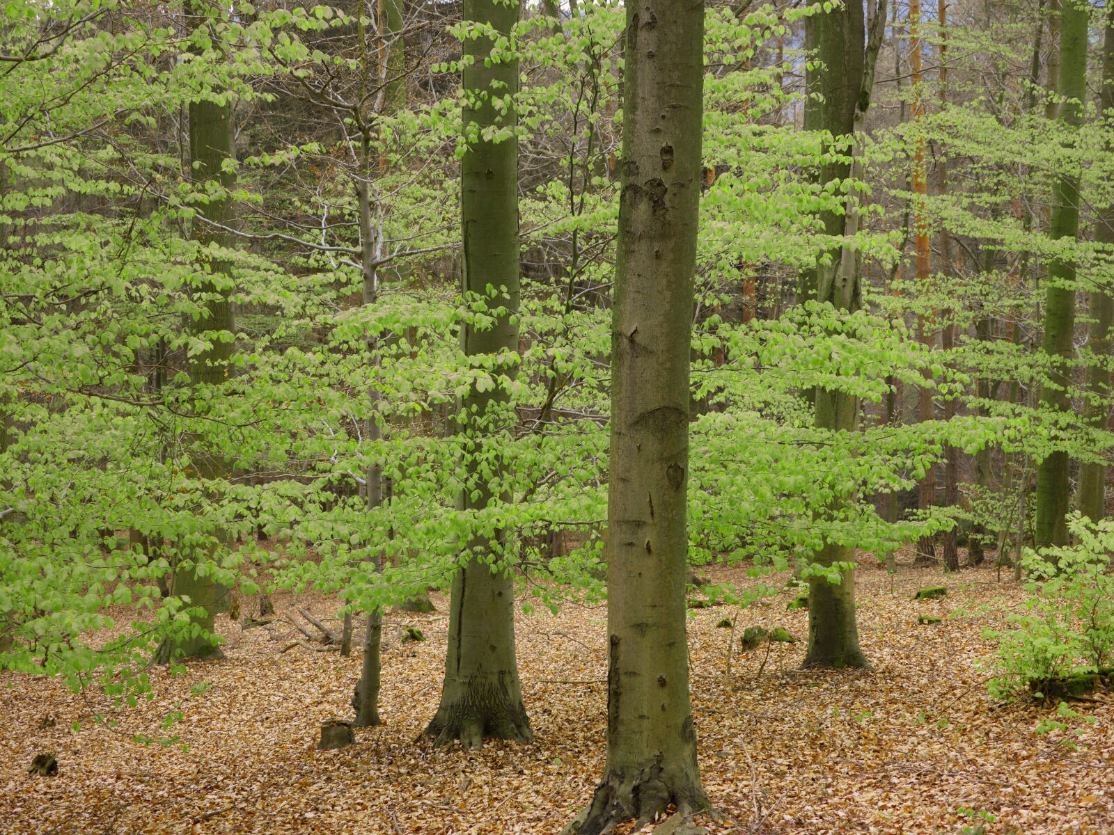 Panasonic Lumix DMC-GX8 sample photo. Book, palatinate forest, spring photography
