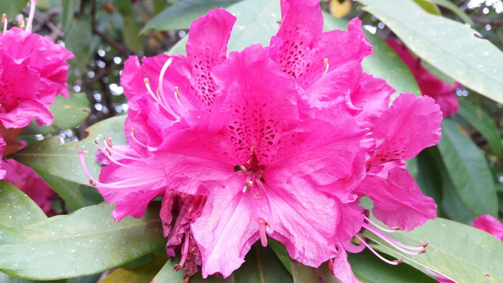 Samsung Galaxy J5 sample photo. Pink flower, rhododendron, detail photography