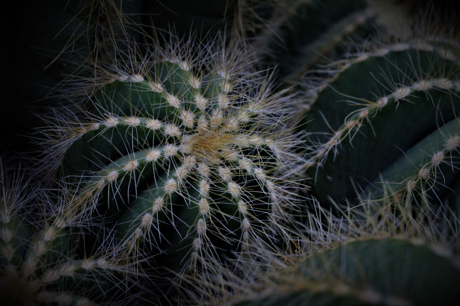 Canon EOS 7D sample photo. Cactus, sting, pointed photography