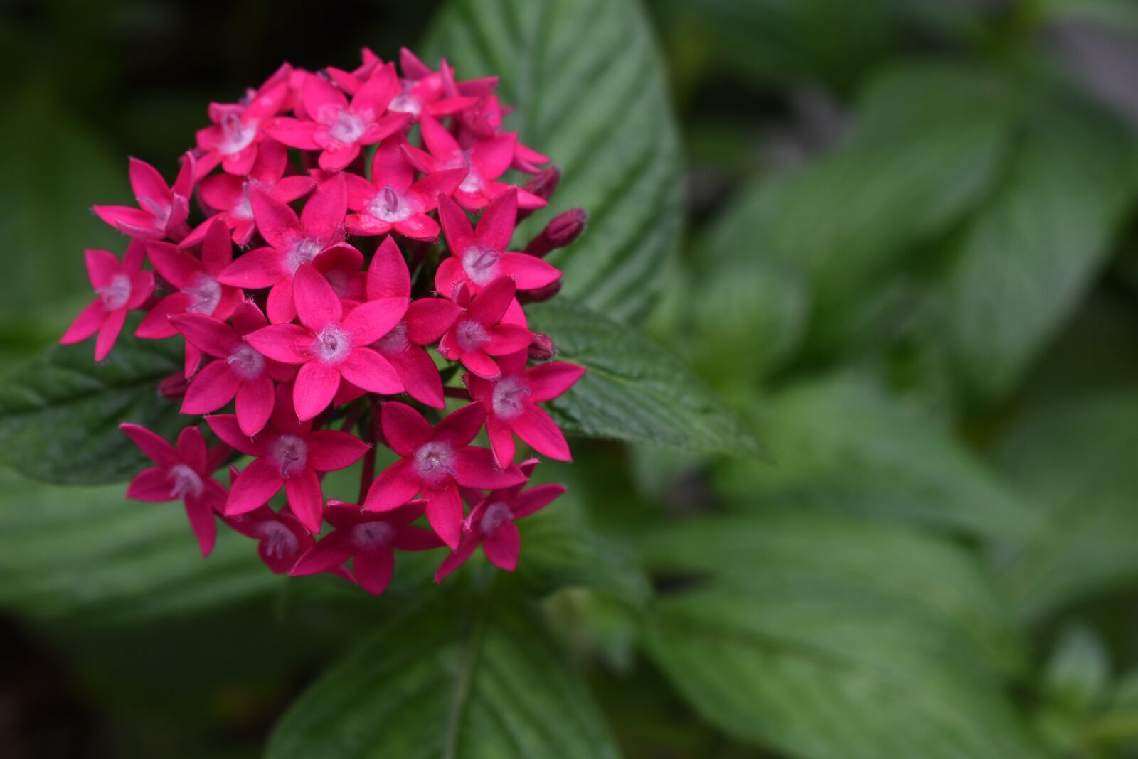 Nikon D3400 sample photo. Flower, garden, pink photography