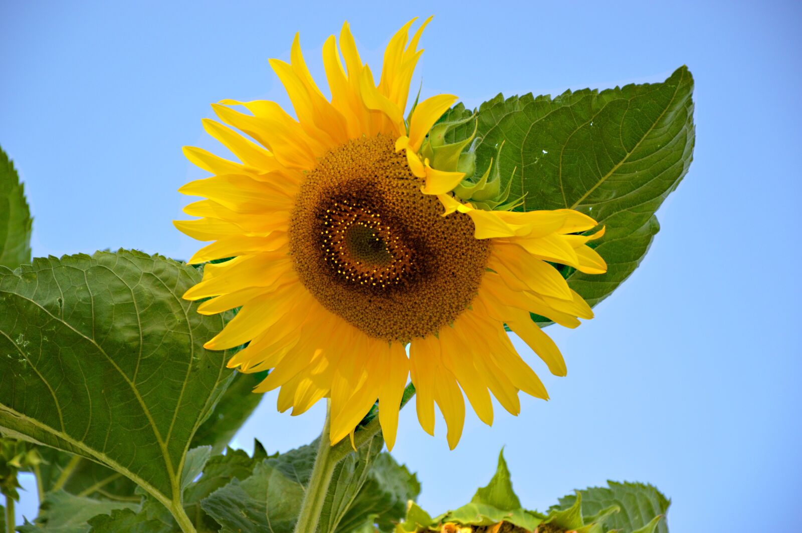 Nikon D3200 sample photo. Sunflower, flower, blossom photography