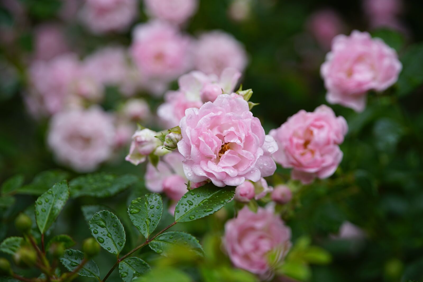 Sony a7R II + Sony E PZ 18-105mm F4 G OSS sample photo. Small, fairy, rose photography