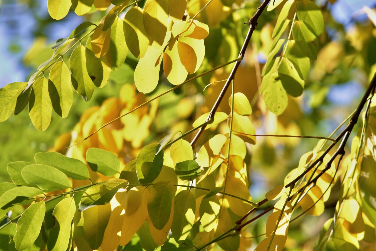 Canon EOS 1100D (EOS Rebel T3 / EOS Kiss X50) sample photo. Fall foliage, leaves, branches photography