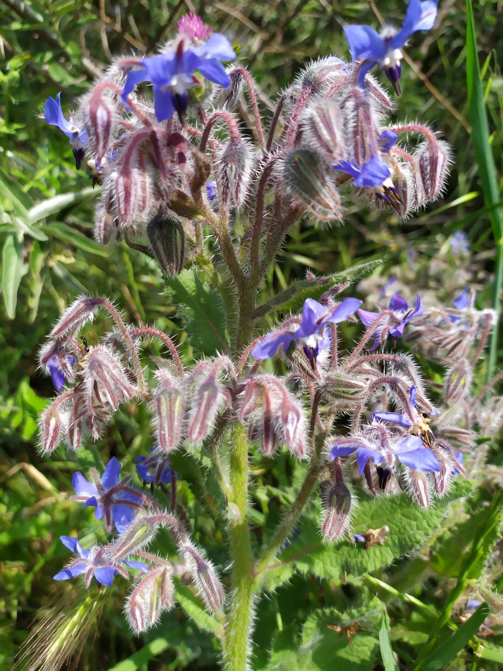 Xiaomi Redmi Note 7 sample photo. Flowers, violet, nature photography