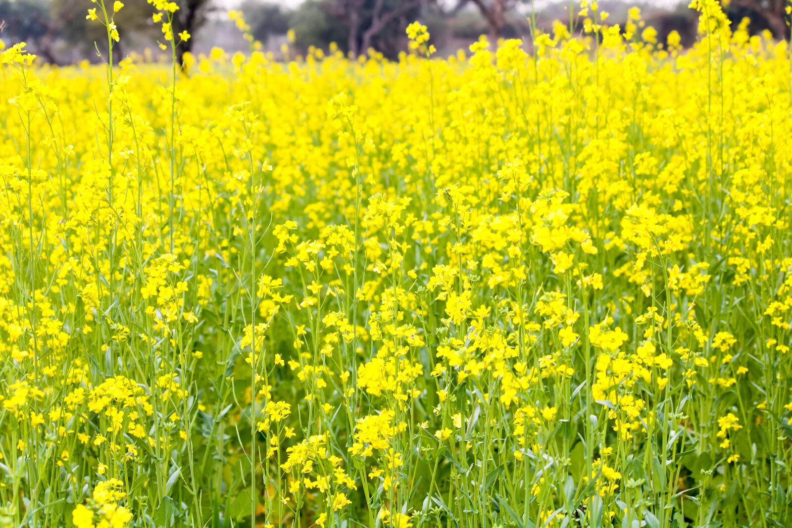 Canon EOS 2000D (EOS Rebel T7 / EOS Kiss X90 / EOS 1500D) sample photo. Yellow mustard, green manure photography