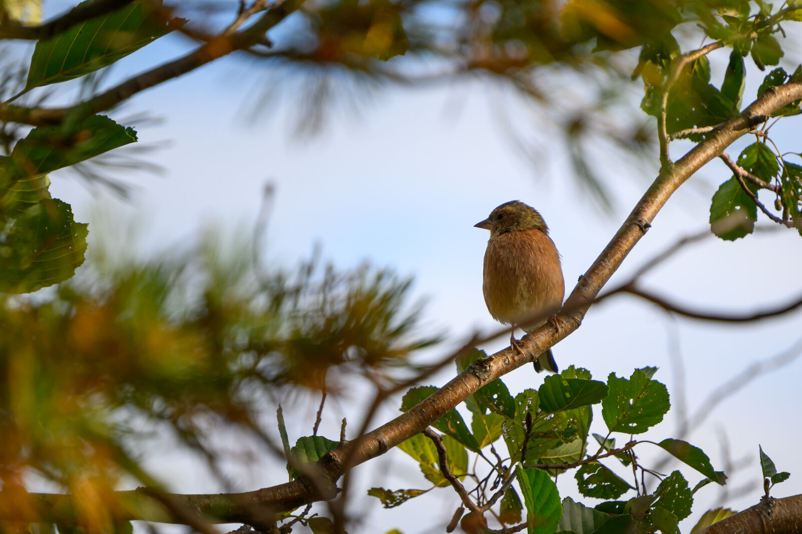 Nikon Z8 sample photo. Bird tree photography