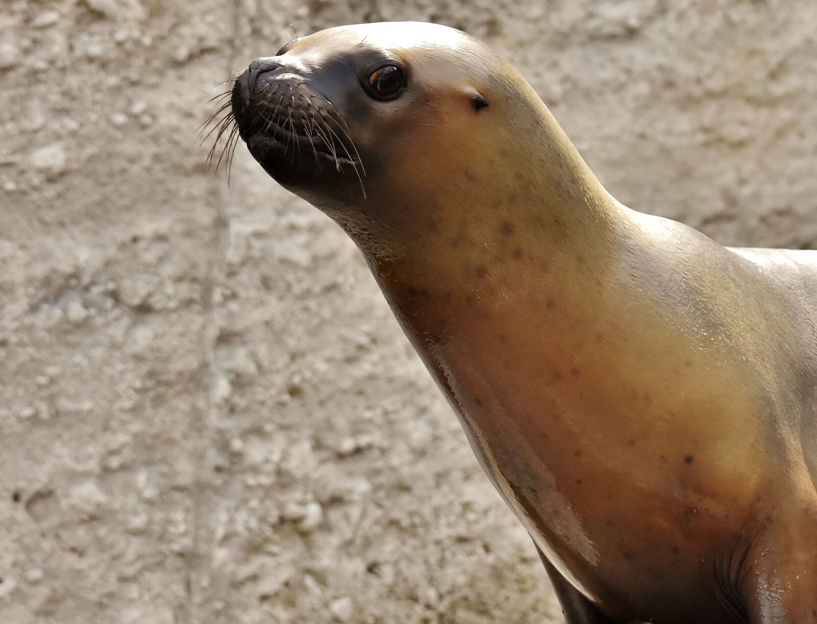 Nikon D7200 sample photo. Seal, sea lion, swim photography