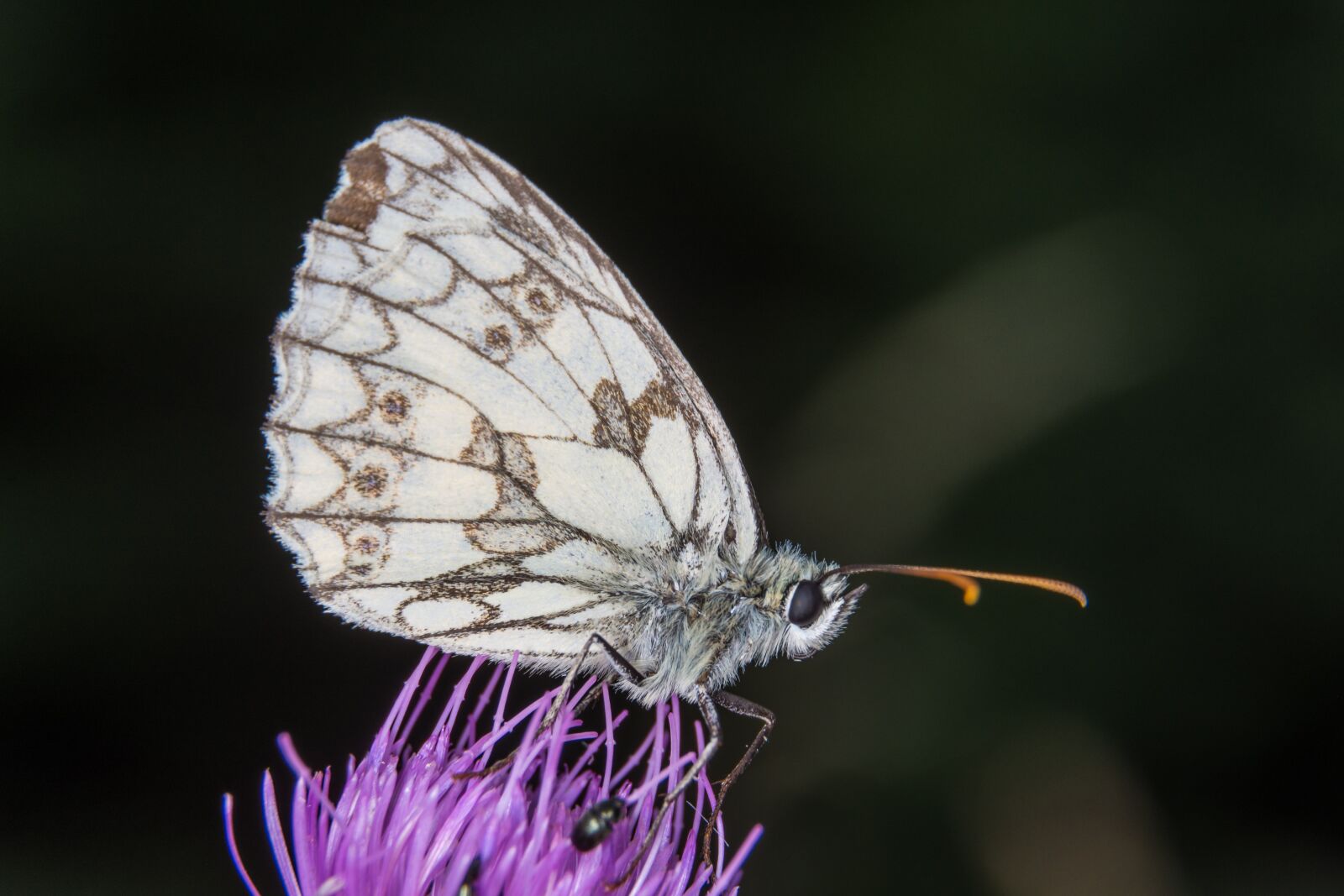 Nikon D7200 sample photo. Butterfly, macro, small chess photography