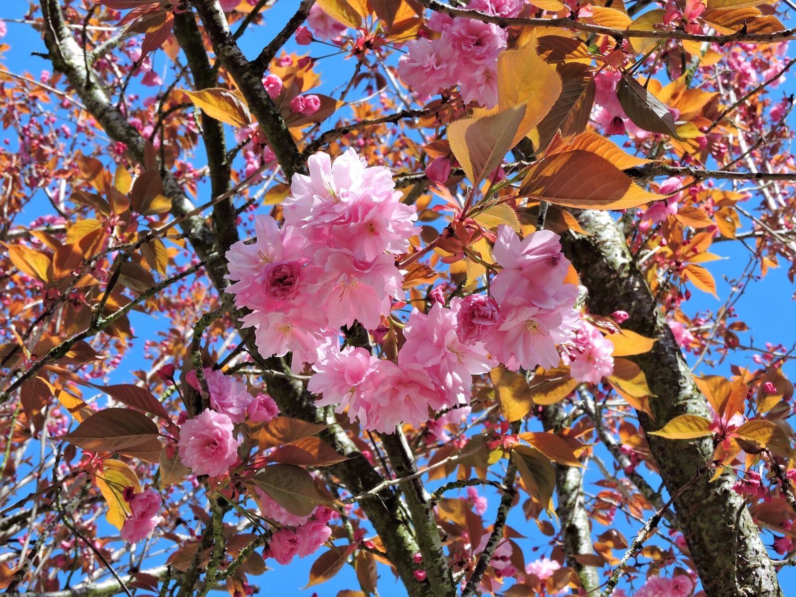 Nikon Coolpix P600 sample photo. Tree, blooming, pink photography