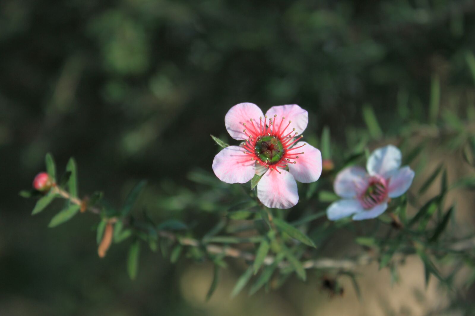 Canon EOS 500D (EOS Rebel T1i / EOS Kiss X3) sample photo. Flowers, cactus, plants photography