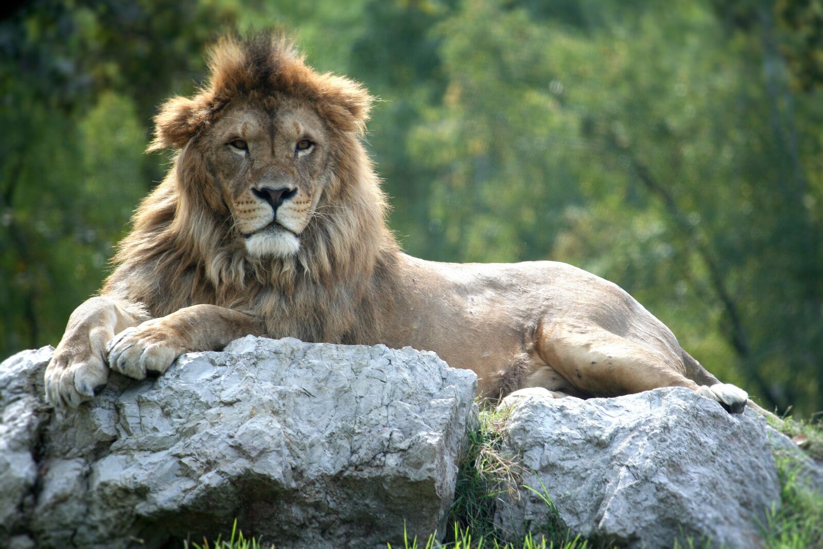 Canon EOS 350D (EOS Digital Rebel XT / EOS Kiss Digital N) sample photo. Lion, feline, animal world photography
