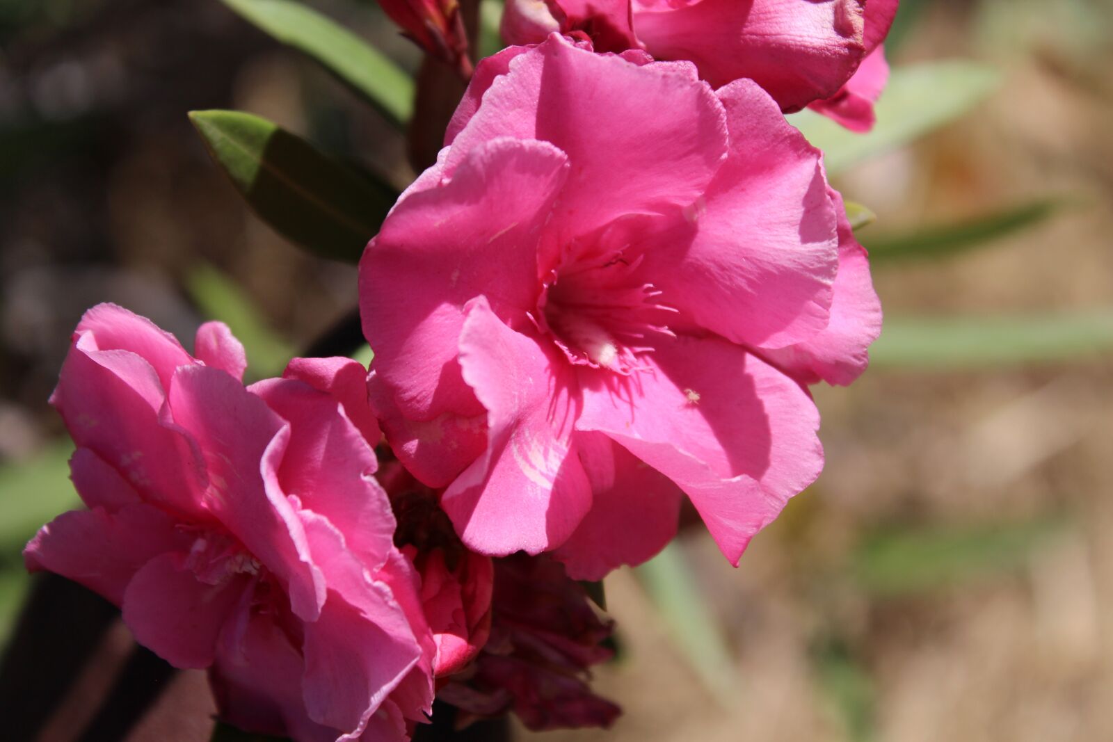 Canon EOS 1200D (EOS Rebel T5 / EOS Kiss X70 / EOS Hi) sample photo. Rose, pink, bloom photography