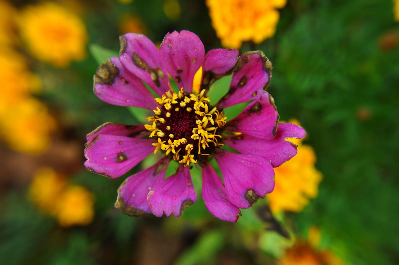 Nikon D5000 sample photo. Flower, nature, plant photography