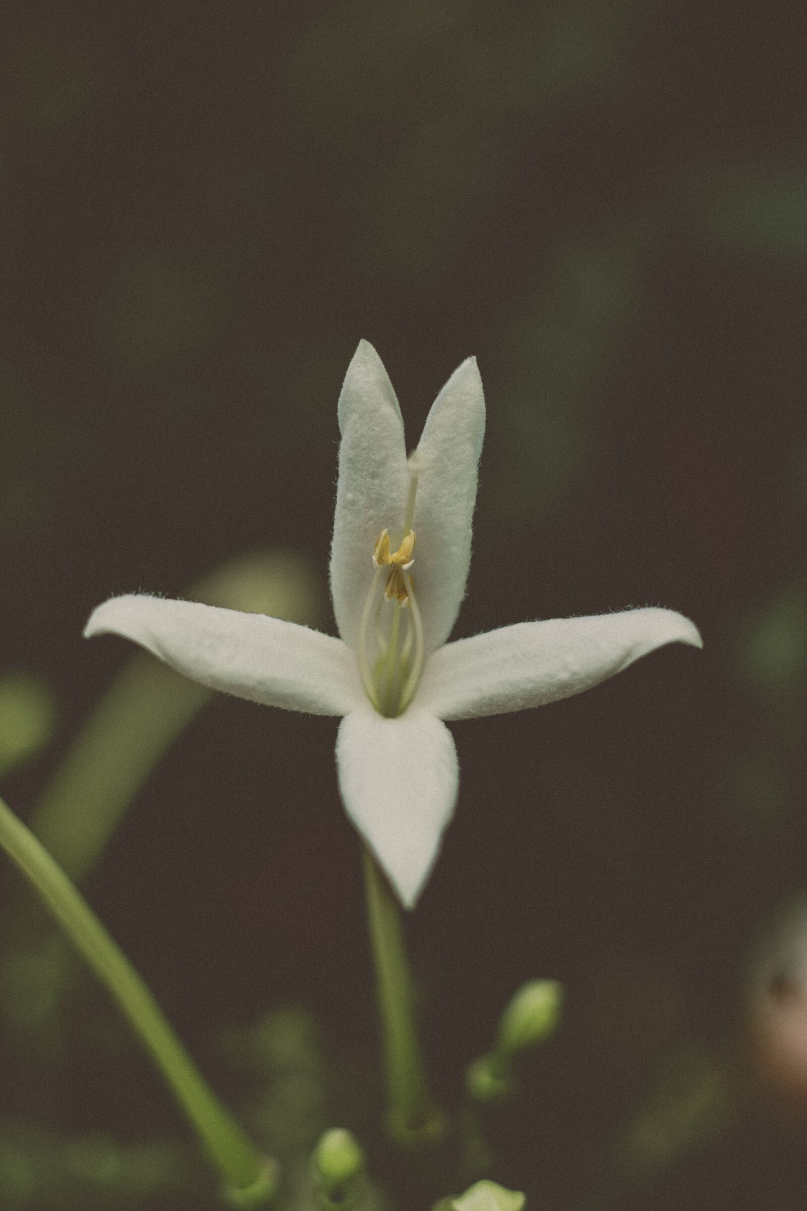 Canon EOS 700D (EOS Rebel T5i / EOS Kiss X7i) + Canon EF 50mm F1.8 STM sample photo. Flower, green, flowers photography