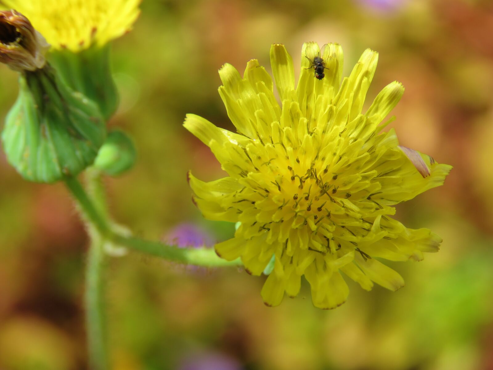 Canon PowerShot SX60 HS sample photo. Yellow, nature, flower photography