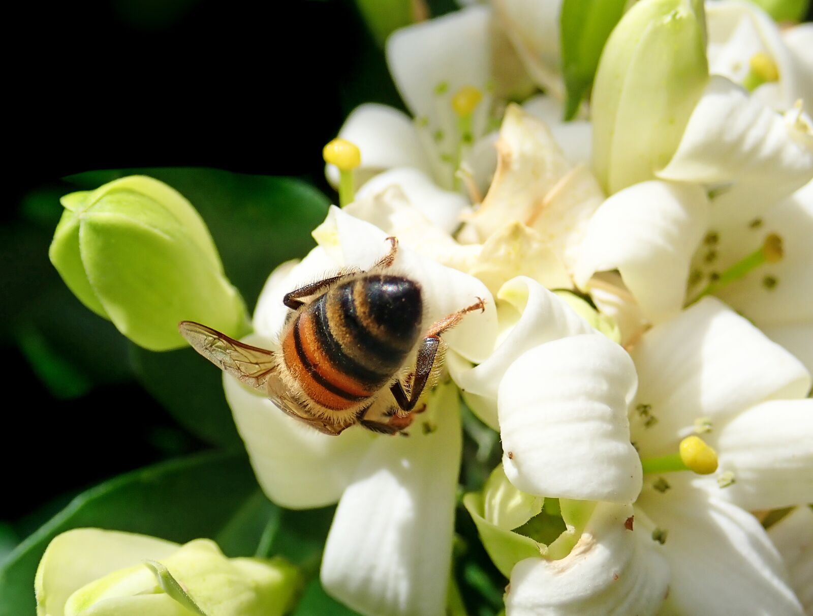 Olympus TG-5 sample photo. Bee, insect, pollen photography
