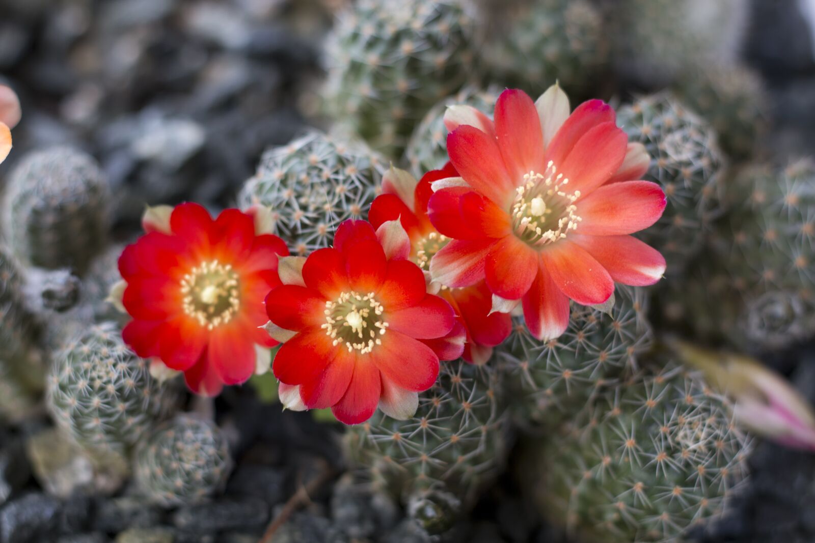 Canon EOS 70D + Canon EF 50mm F1.8 STM sample photo. Cactus, flower, rebutia photography
