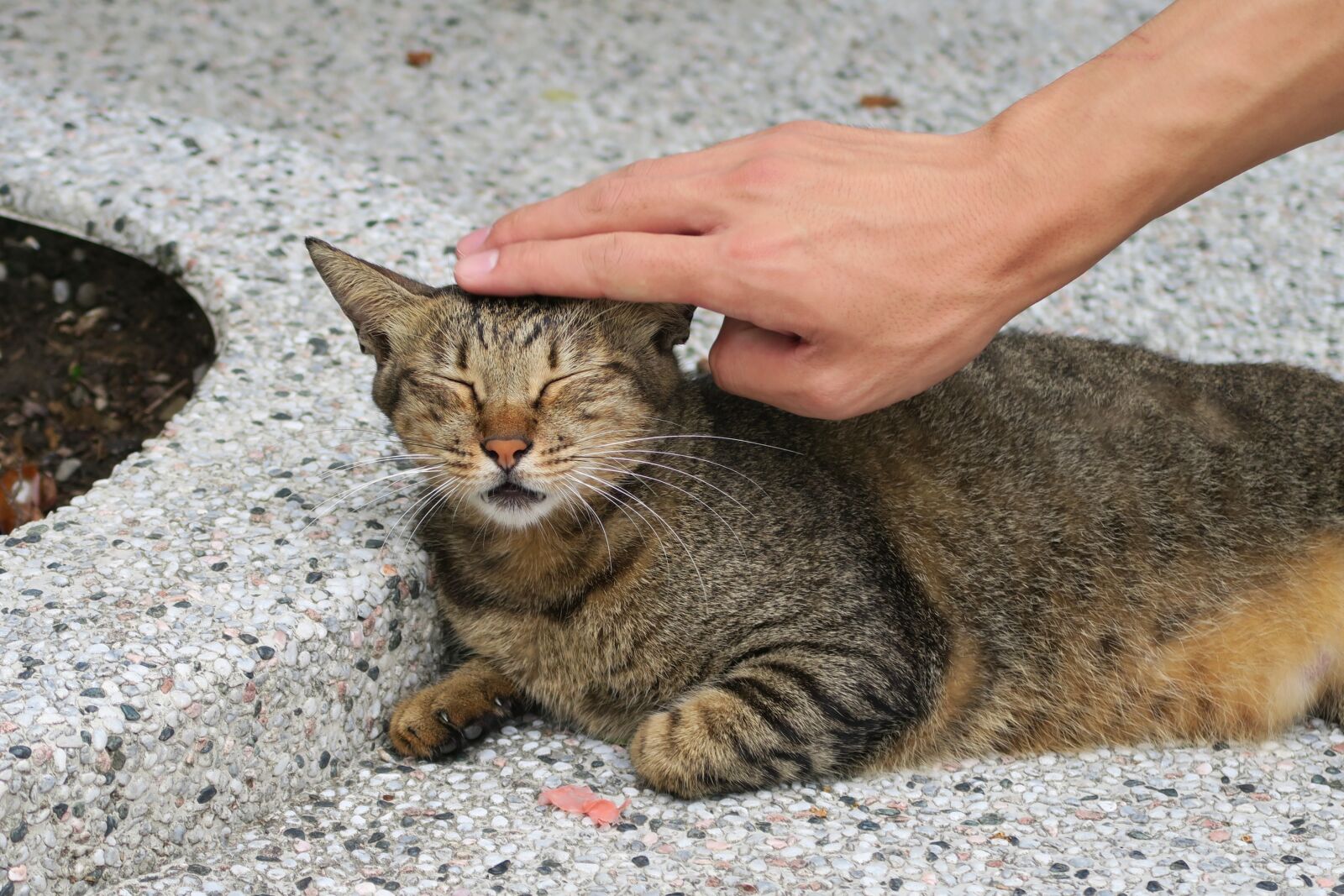 Canon PowerShot G7 X sample photo. Animal, cat, mammal photography