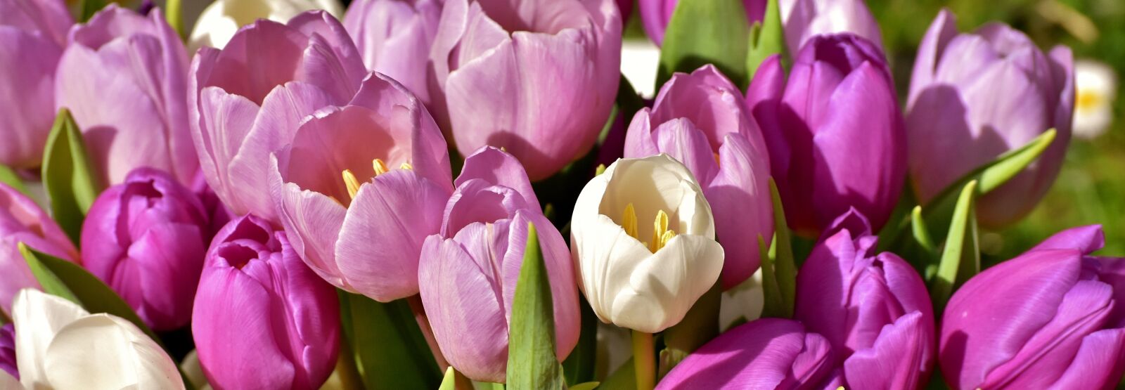 Nikon D7200 sample photo. Tulips, purple, spring photography