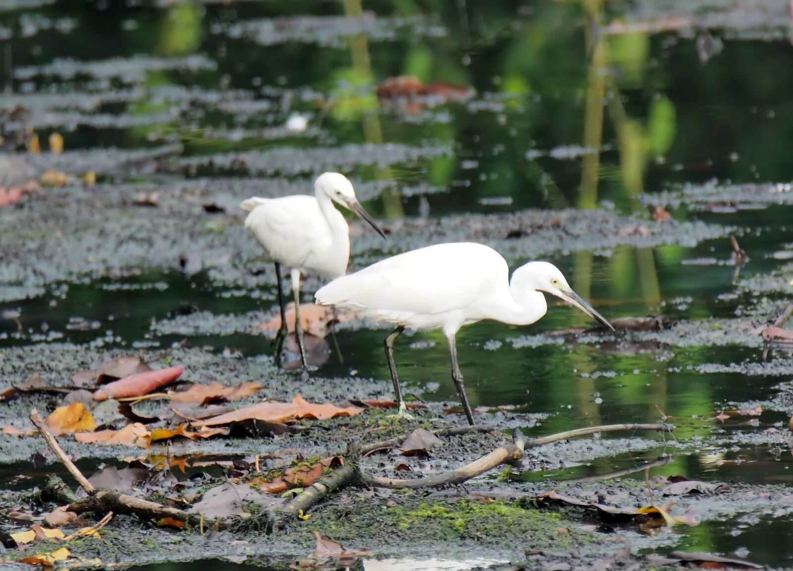 Olympus OM-D E-M1 sample photo. Egret, wild, wildlife photography