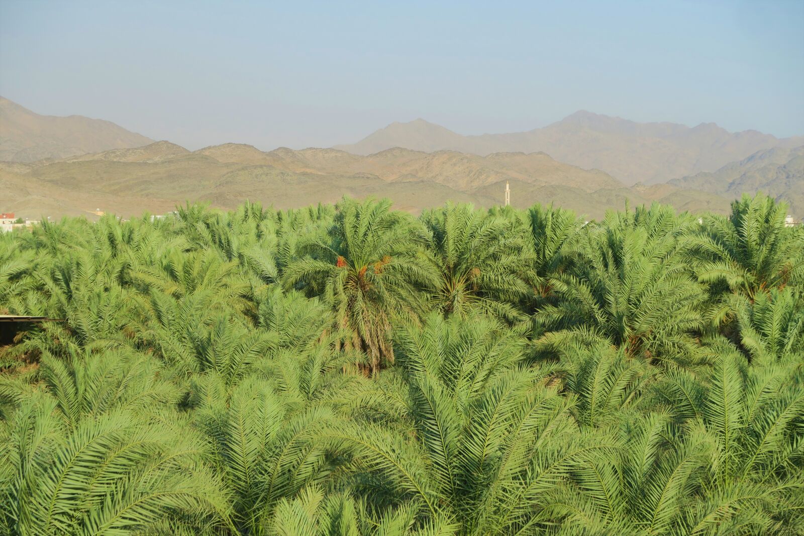 Canon PowerShot G7 X sample photo. Palm, garden, agriculture photography