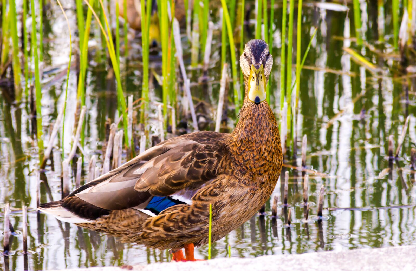 Nikon D7200 sample photo. Wild ducks, lake, nature photography