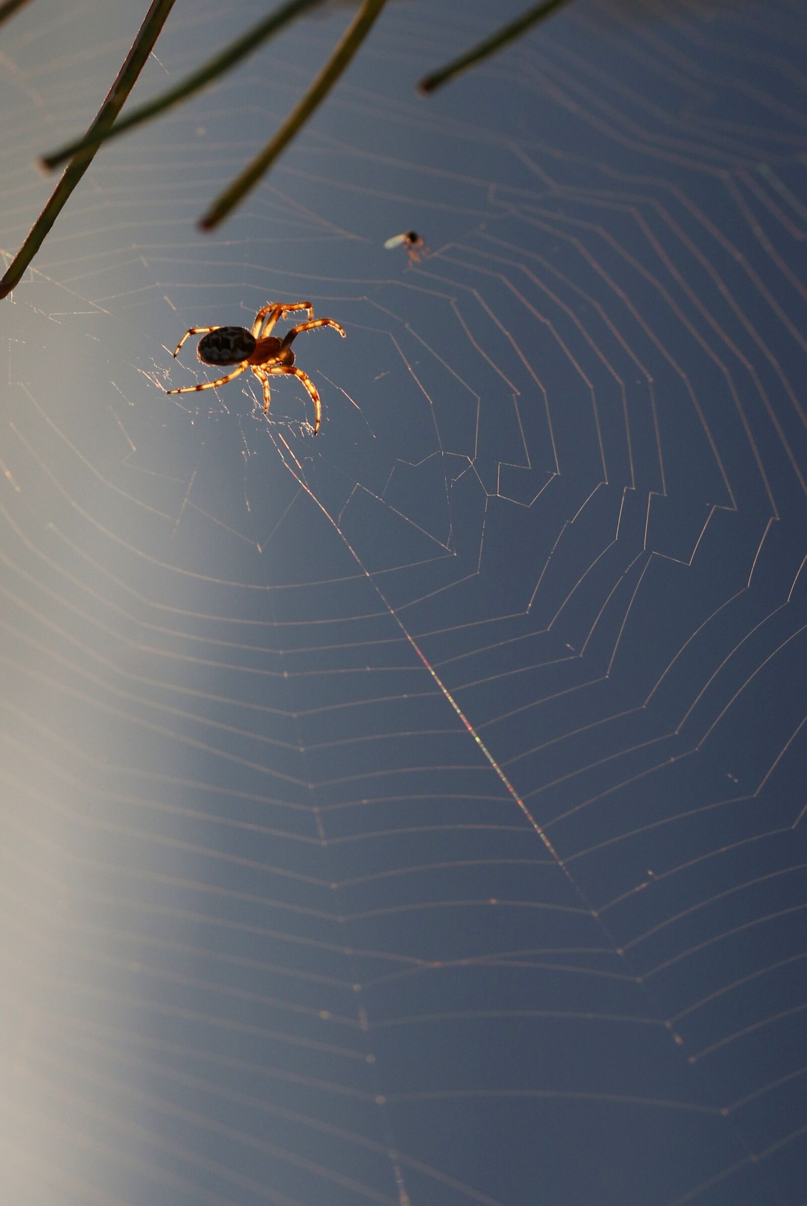Canon EOS 7D Mark II sample photo. Spider, spider web, trap photography