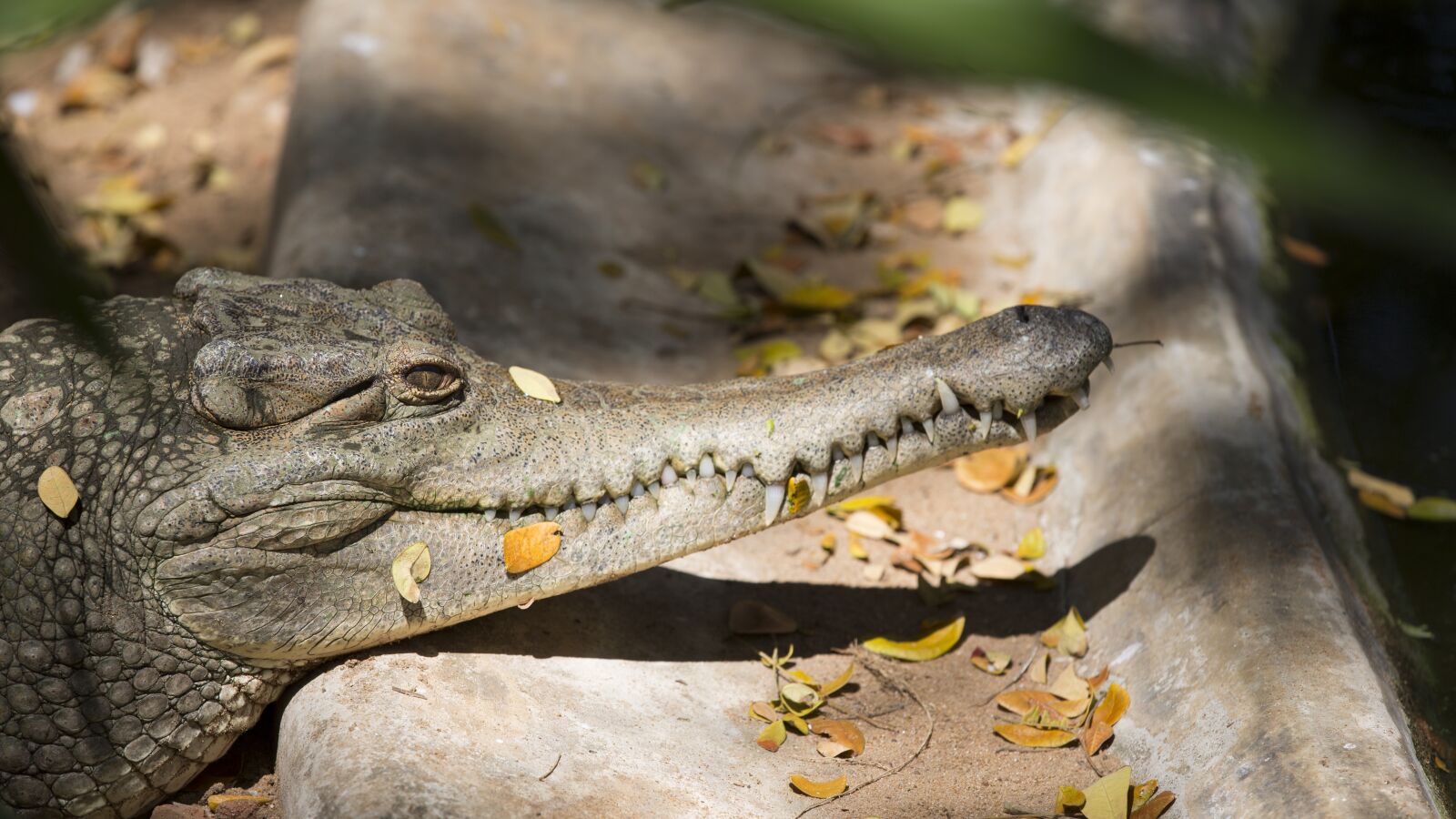 Canon EOS 5D Mark III sample photo. Crocodile, alligator, reptile photography