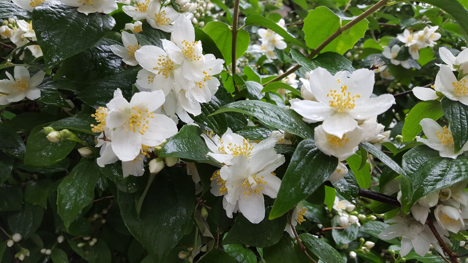 Samsung Galaxy S6 sample photo. Jasmine, bush, after the photography