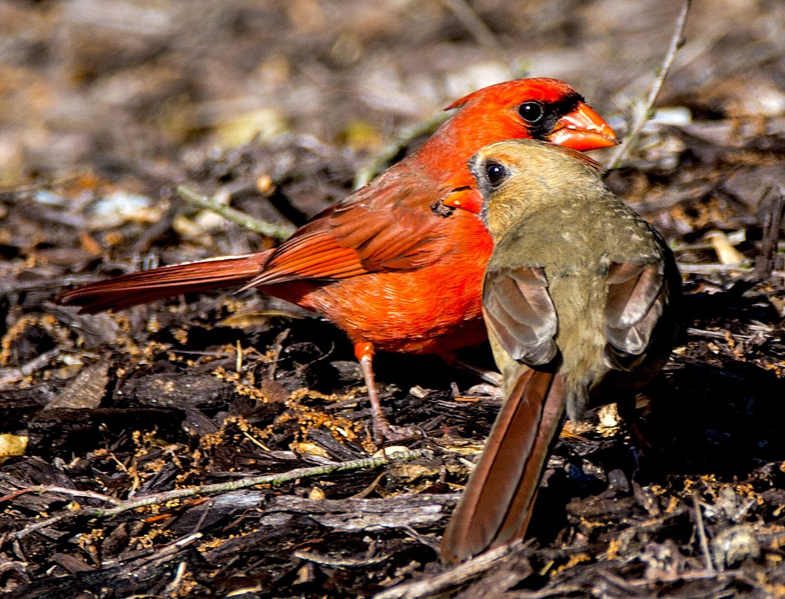 Nikon D610 sample photo. Bird, animal, wildlife photography