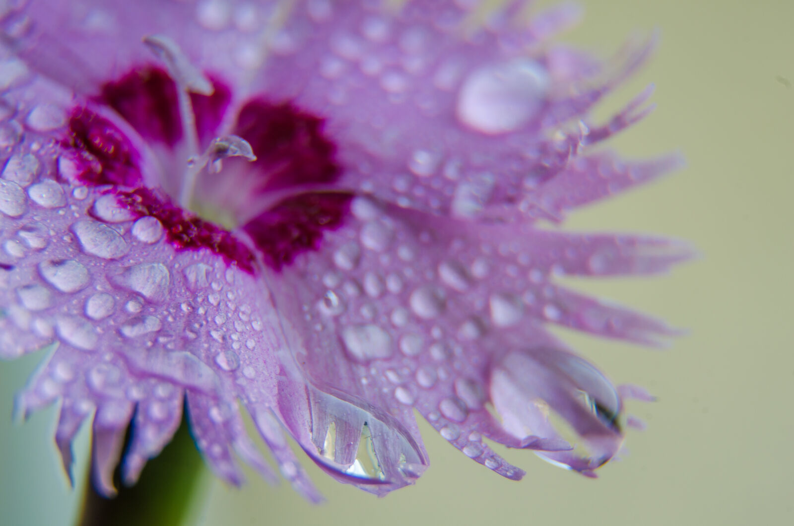 Nikon D5100 sample photo