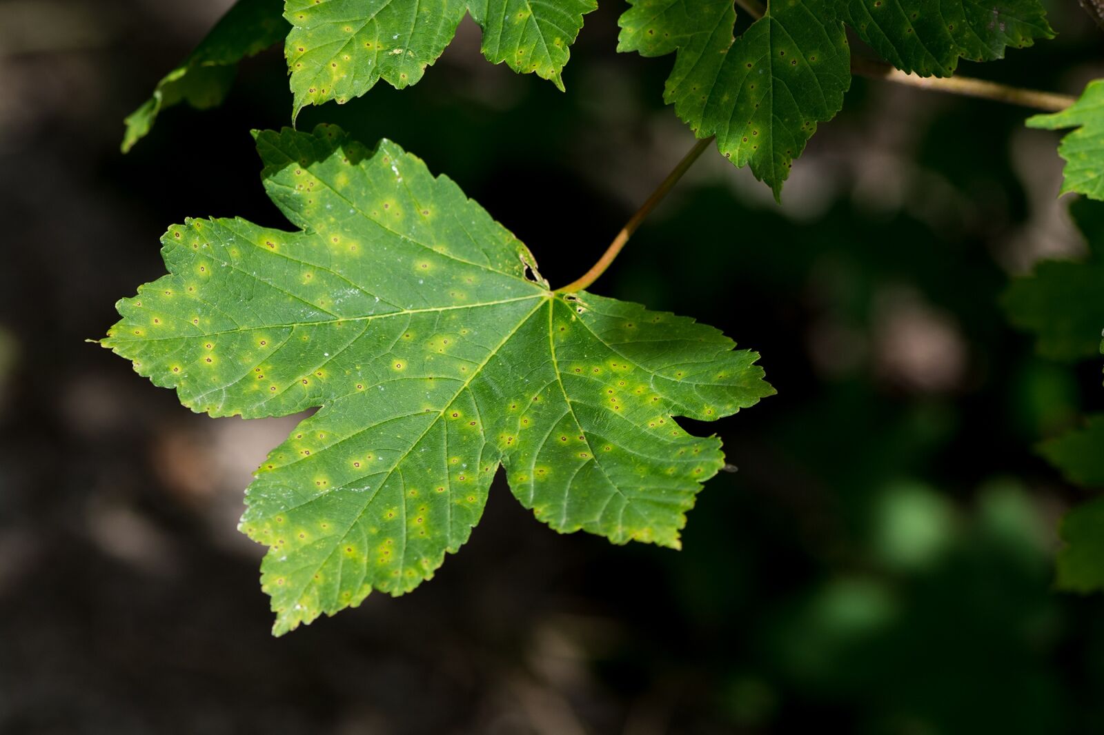 Nikon D7100 sample photo. Leaf, green, green leaf photography