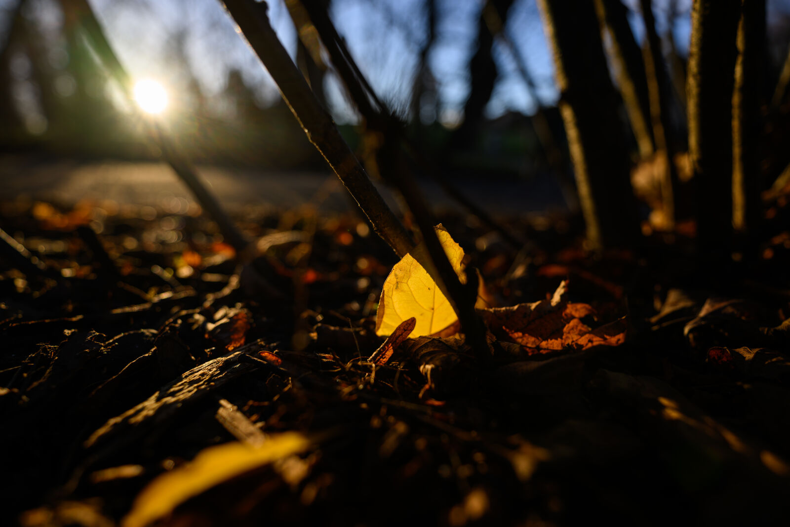 Nikon Z9 sample photo. Leaf of the morning photography