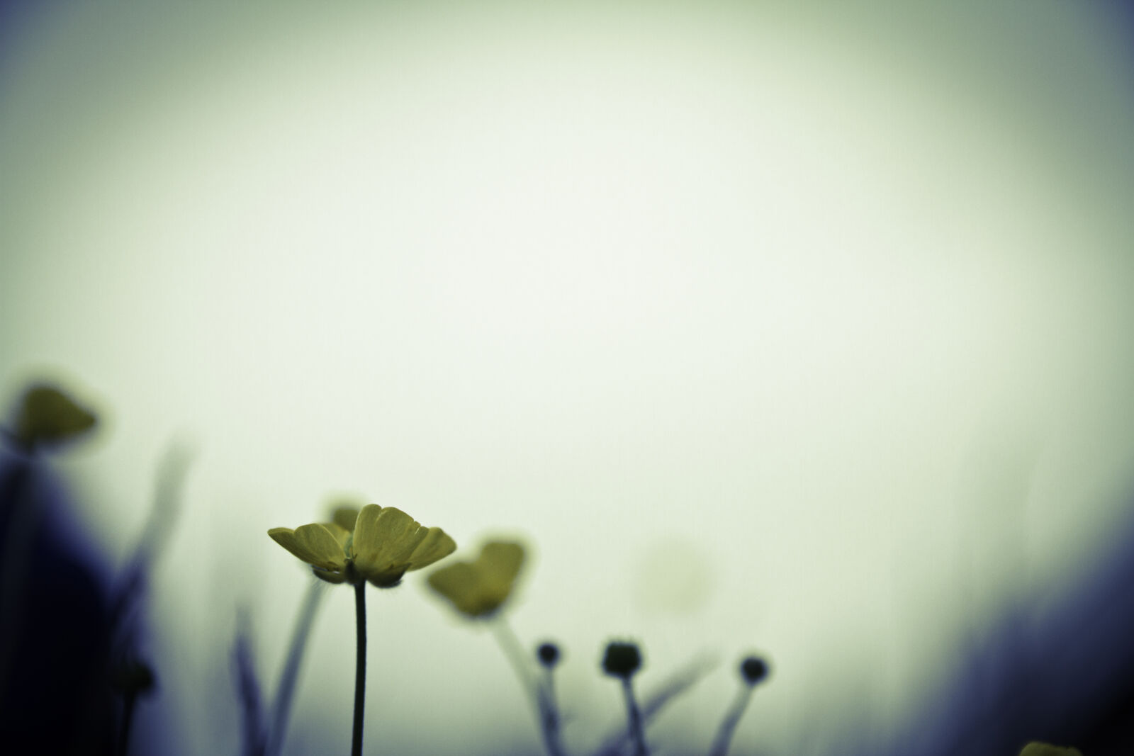 Canon EOS 7D + Canon EF-S 17-55mm F2.8 IS USM sample photo. Cloudy, flower, misty, nature photography