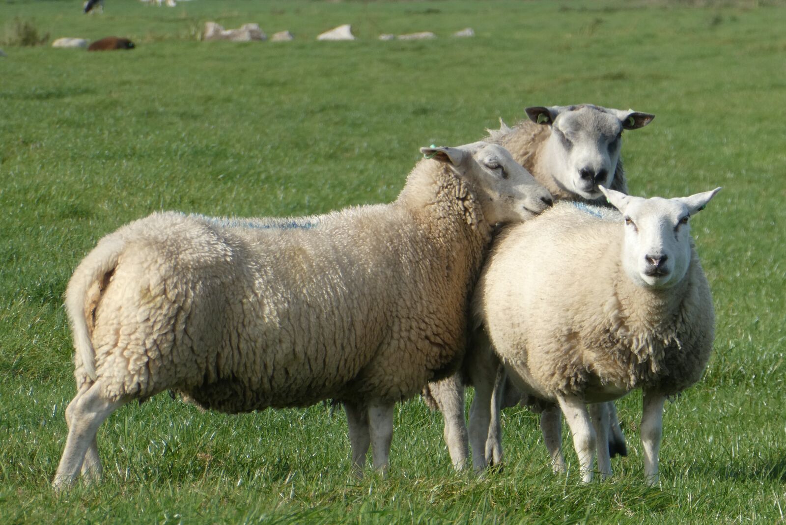 Panasonic Lumix DC-ZS70 (Lumix DC-TZ90) sample photo. Sheep, whey, grass photography