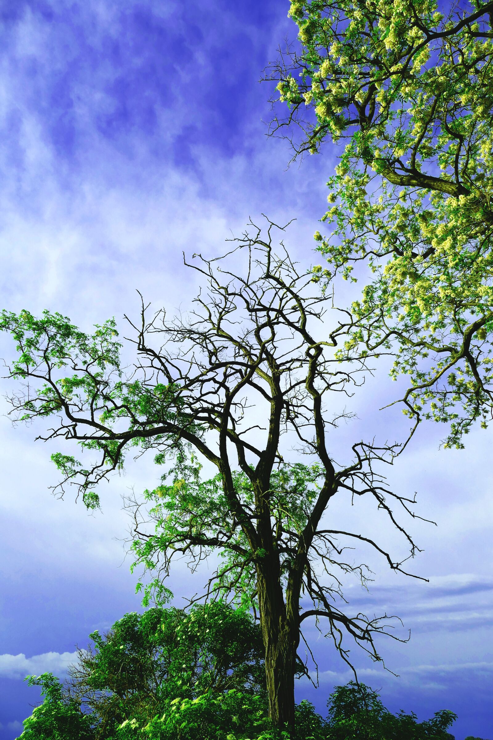Panasonic Lumix DMC-FZ1000 sample photo. Tree, field, nature photography