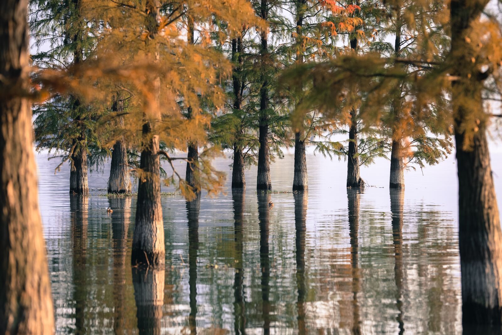 Canon EF 70-200mm F2.8L IS II USM sample photo. Tree, lake, water photography