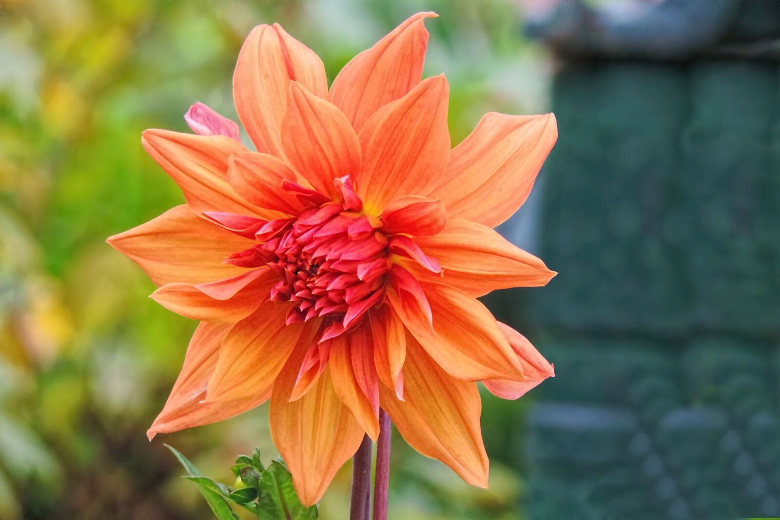 Nikon Coolpix P520 sample photo. Dahlia, blossom, bloom photography