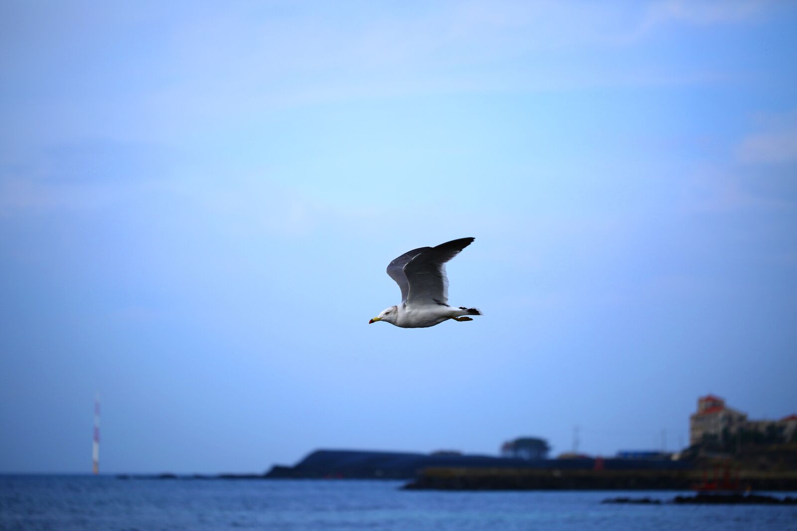 Canon EF 100mm F2.8L Macro IS USM sample photo. Seagull, sea, animal photography