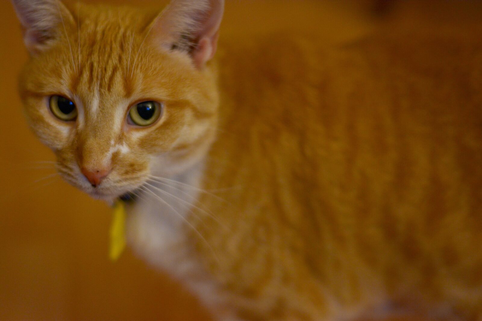 Nikon D5200 sample photo. Animal, cute, cute animals photography