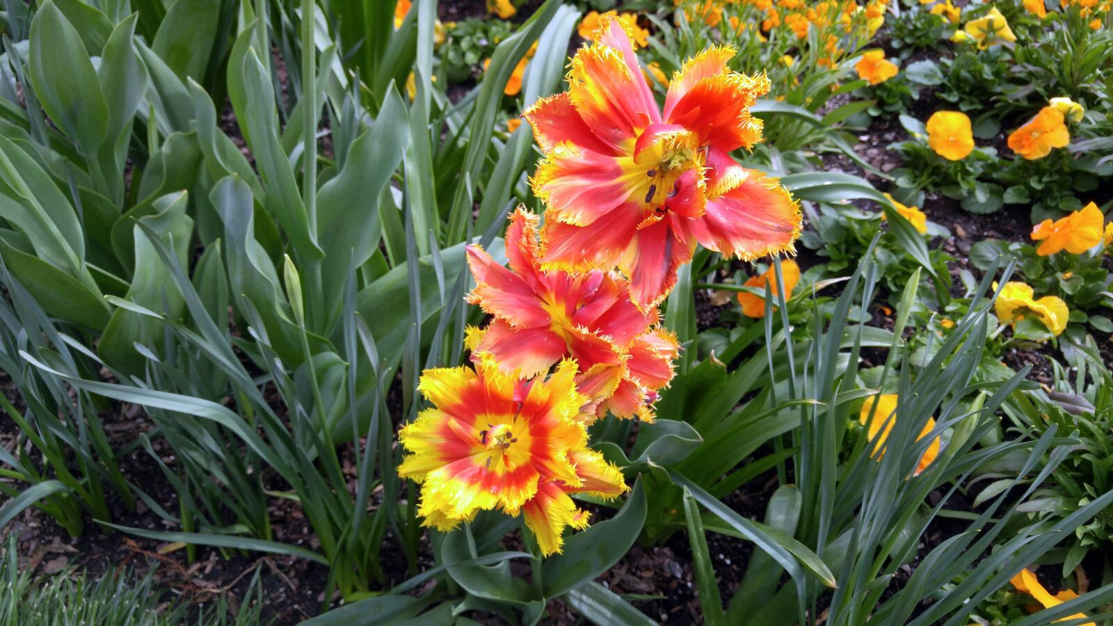 LG G4 sample photo. Flowers, gardens, spring photography