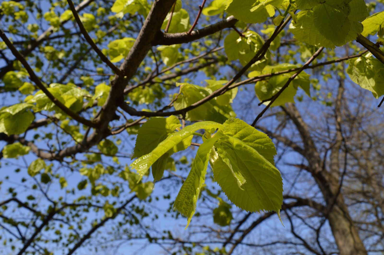 Nikon D3200 sample photo. Nature, sheet, tree photography