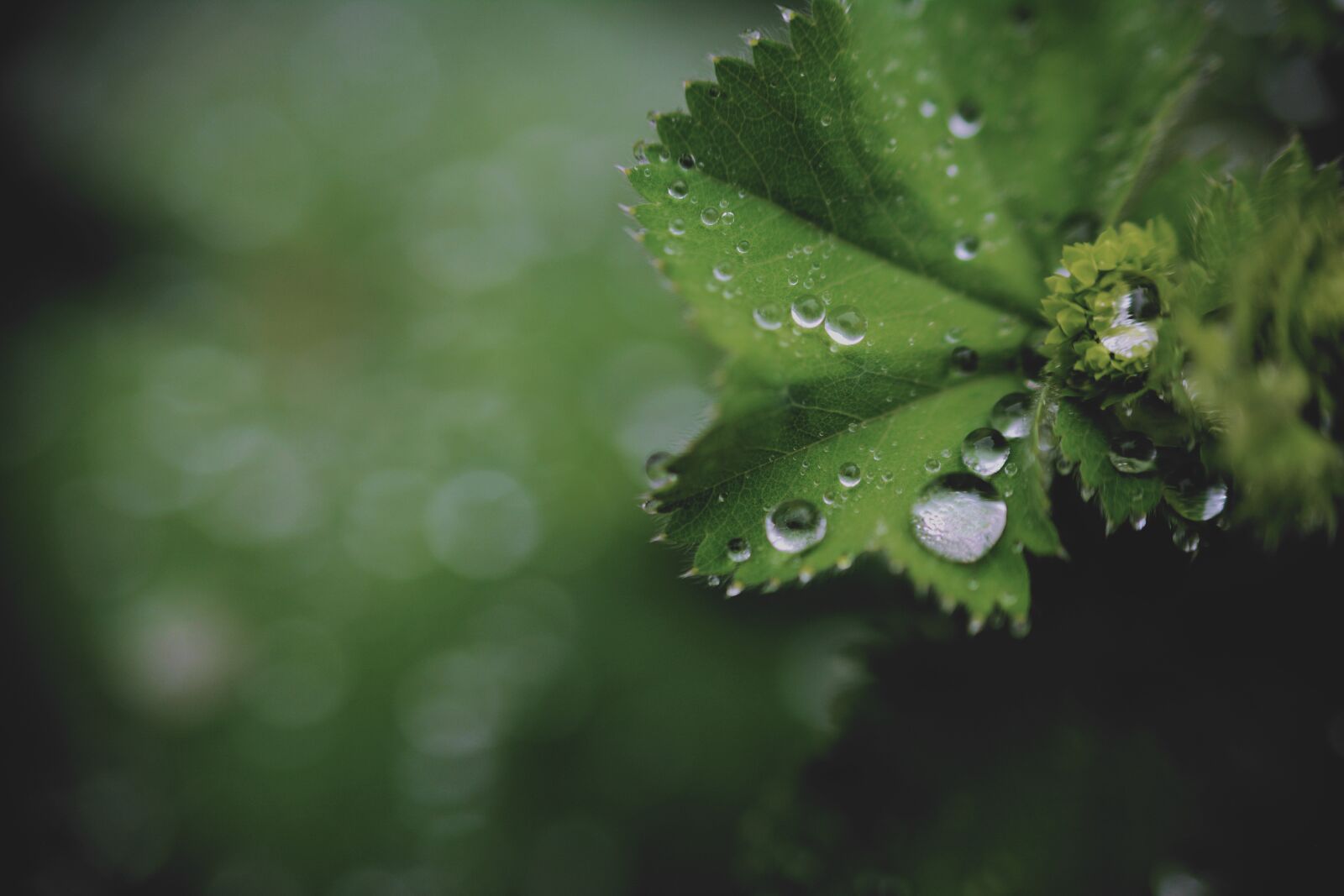 Nikon D5200 sample photo. Drip, rain, drop of photography