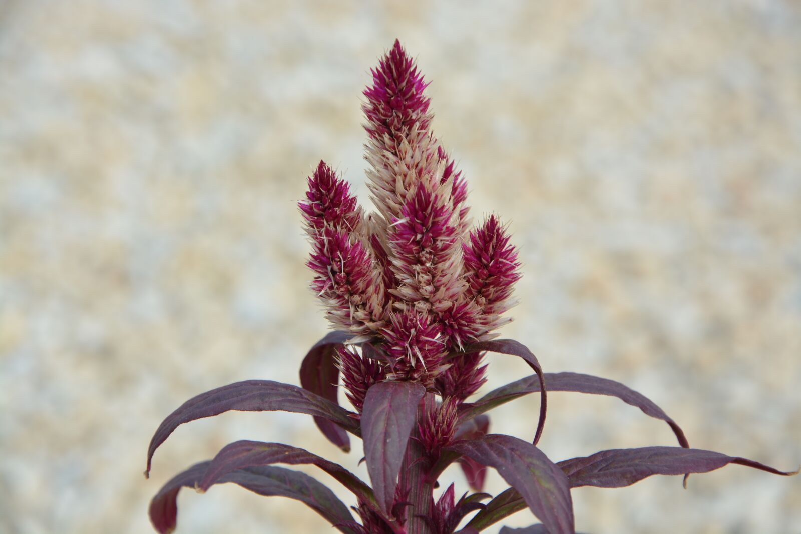 Nikon D5200 sample photo. Flower, epi, red photography