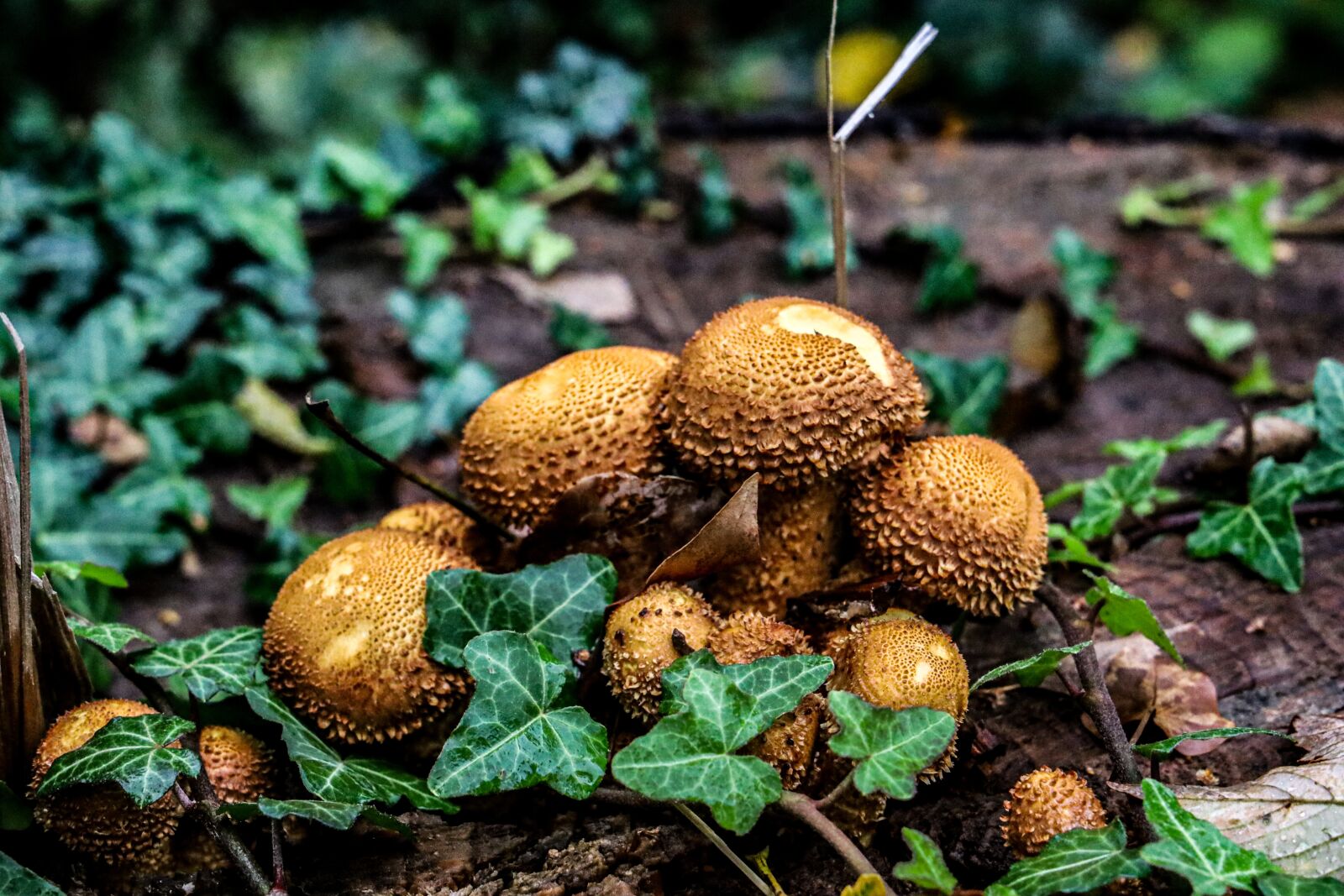 Canon EOS RP sample photo. Mushrooms, wild mushrooms, sponge photography