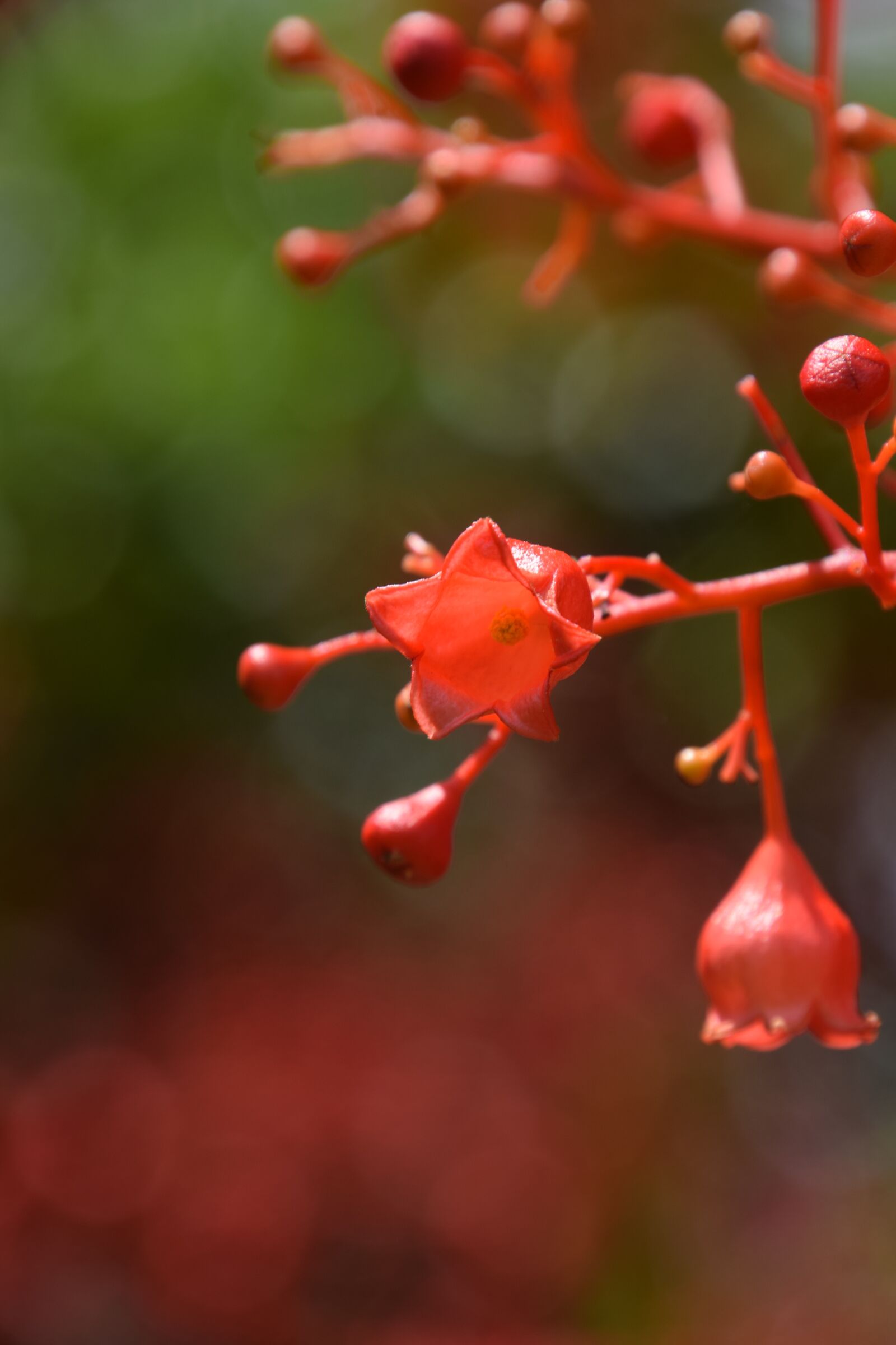 Nikon D5300 sample photo. Red, flame tree flower photography